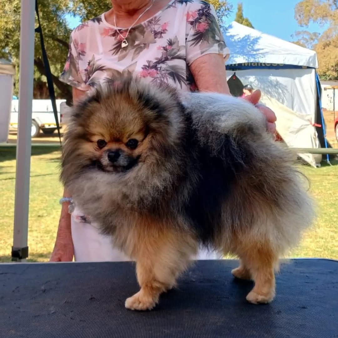 Herman Welgemoed, Toypoms breeder