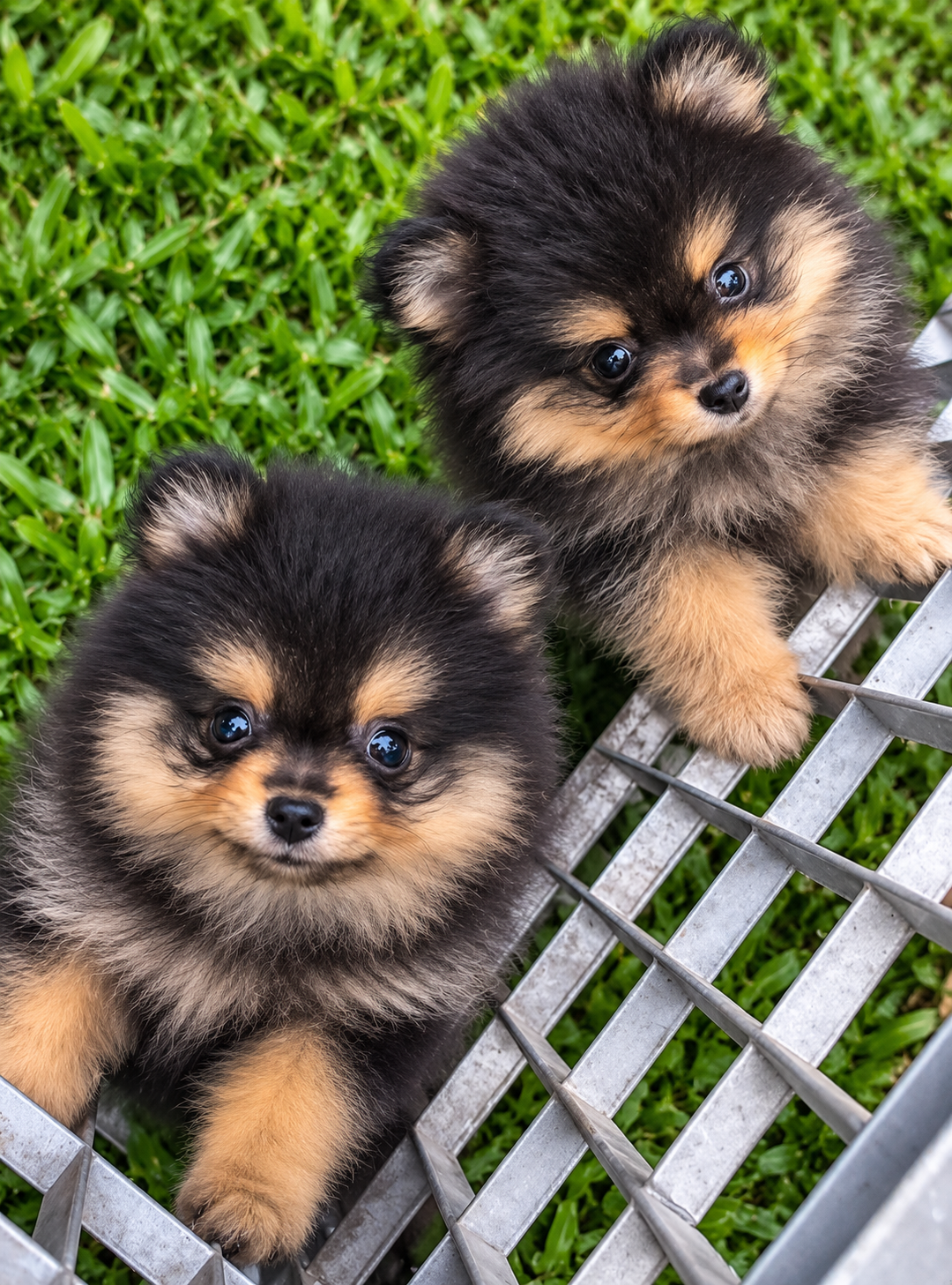 Toy Pomeranian puppy
